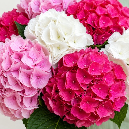 Bouquet Bonbon - Hortensias doux - Livraison avec 123fleurs