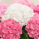 Image du Bouquet Bonbon composé de têtes d’hortensias roses et blancs, en vase.
