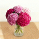 Image du Bouquet Bonbon composé de têtes d’hortensias roses et blancs, en vase.