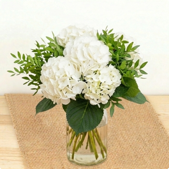 Bouquet Cachemire, hortensias blancs