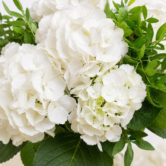 Bouquet Cachemire, hortensias blancs
