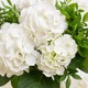 Bouquet Cachemire, hortensias blancs et feuillage frais, livraison 123fleurs