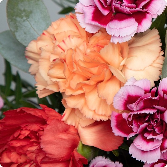 Bouquet Camaïeu d'œillets - 123fleurs - Livraison aujourd'hui