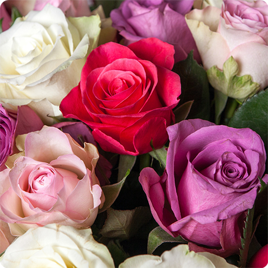 Jolies roses dans un camaïeu de roses