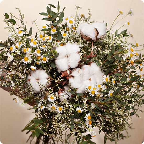 Bouquet Champ de Coton – 123fleurs – Livraison aujourd’hui