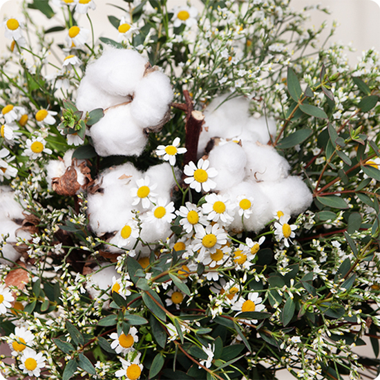 Bouquet Champ de Coton – 123fleurs – Livraison aujourd’hui