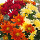 Bouquet Coco avec des chrysanthèmes colorés