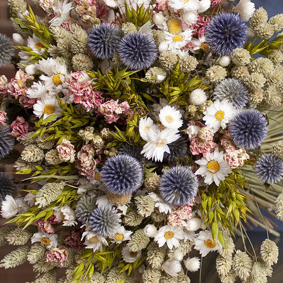 Fleurs des champs