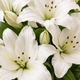 Brassée de lys blancs dans un vase en verre, bouquet élégant et intemporel