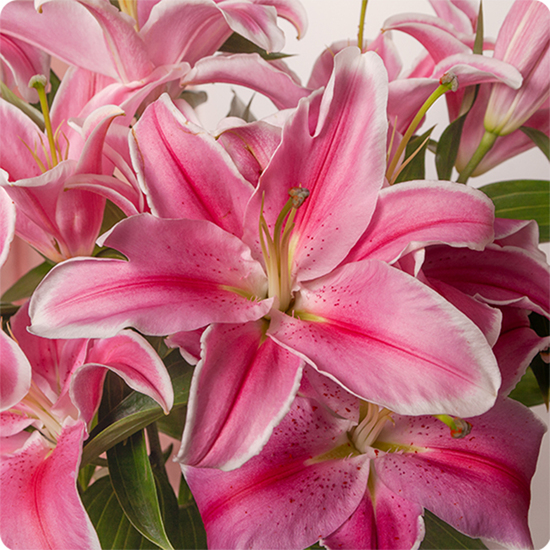 Élégance et raffinement avec un bouquet de lys roses