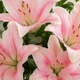 Bouquet de Lys roses parfumé