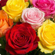 Bouquet de roses multicolores - 123fleurs