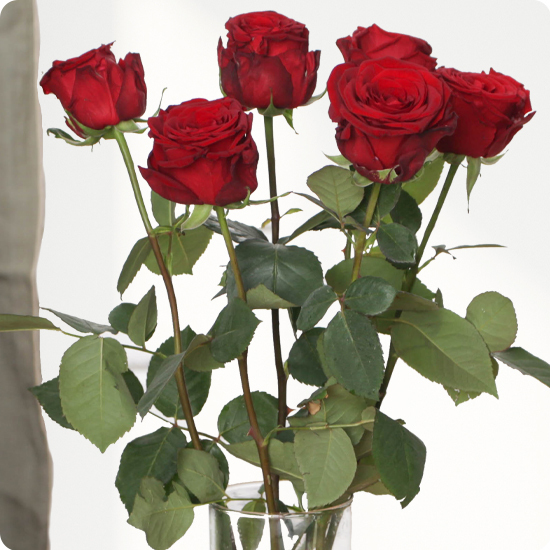 Offrez un bouquet de roses à la tige