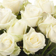 roses blanches à l'unité