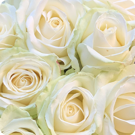 Bouquet de roses blanches