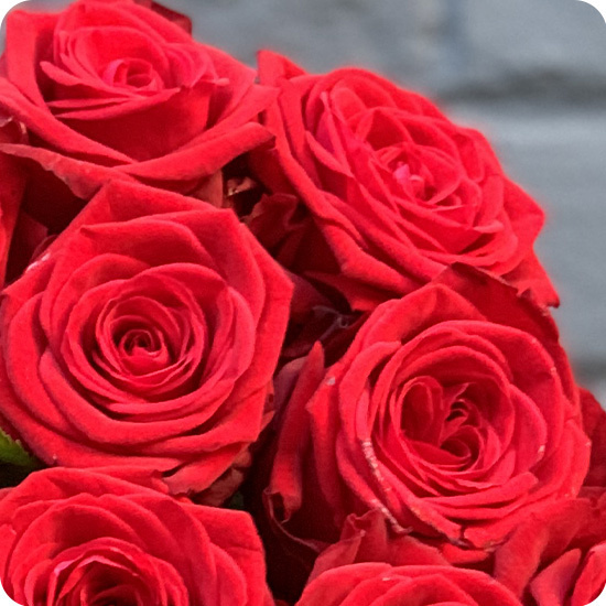 Bouquet de roses rouges