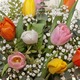 Bouquet de Saison composé de tulipes multicolores avec gypsophile et feuillage par 123fleurs