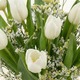 Bouquet Tulipes Blanches