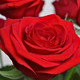 Bouquet Désir composé exclusivement de roses rouges – création florale 123fleurs