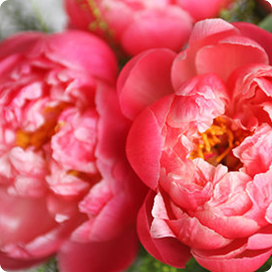 Bouquet Douceur de pivoine