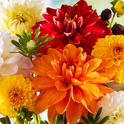 Bouquet de fleurs avec du dahlia