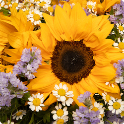 Bouquet du fleuriste spécial tournesol 