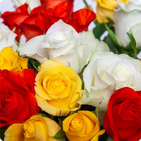 De la petite rose blanche, orange et jaune