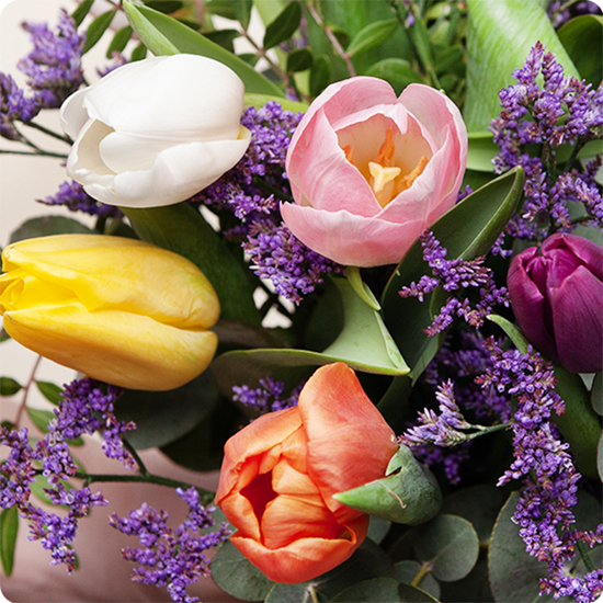 Fleurs de saison -Tulipes multicolores