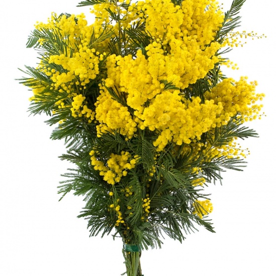 Splendide et réjouissant bouquet de mimosa d'Antibes, composé de branches de mimosa longues tiges... Un bouquet de p