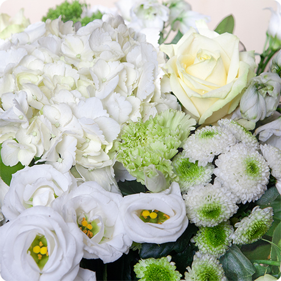 Un bouquet doux et élégant, à base d’hortensia blanc, de roses crème et de fleurs vertes. Livraison express partout en France avec 123fleurs.