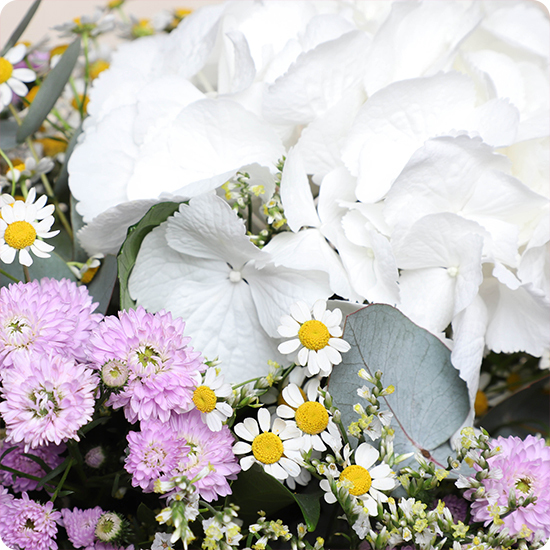 Craquez pour le Bouquet Impératrice : une composition naturelle et raffinée autour de l’hortensia blanc. Livraison rapide avec 123fleurs.