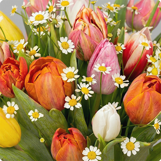 Bouquet Jolies tulipes