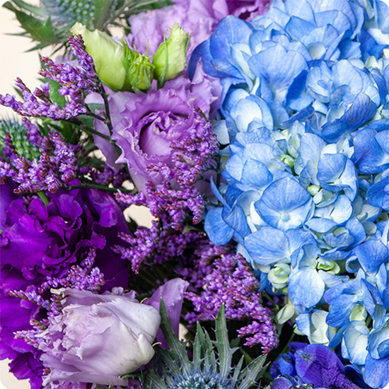 Bouquet Myrtille 123fleurs – Livraison aujourd’hui - Hortensia bleu