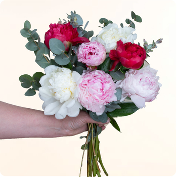 Bouquet rond de pivoines roses et blanches aux nuances variées en composition élégante