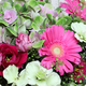 Bouquet Panache avec hortensia bicolore rose et vert