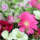 Bouquet Panache avec hortensia bicolore rose et vert