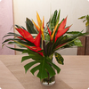 Une invitation au voyage - Magnifique feuille de monstera
