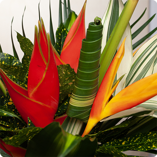 Une invitation au voyage - Magnifique feuille de monstera