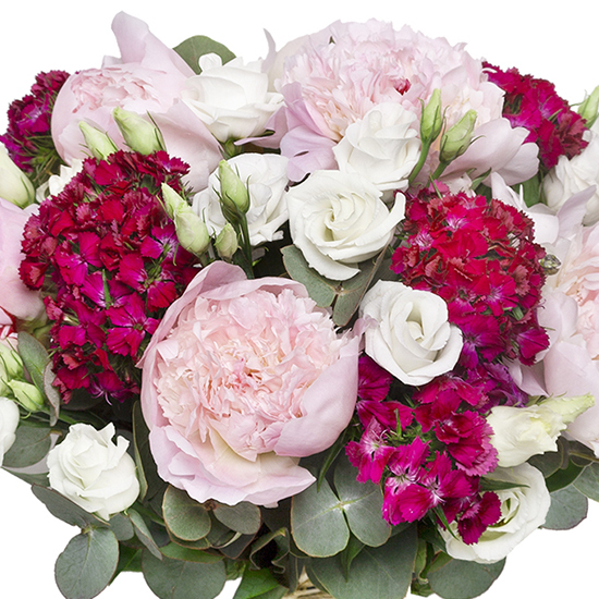 Pivoines du Jardin