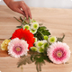 Bouquet Pom-Pom avec du gerbera globulaire - Livraison de fleurs