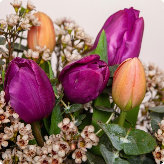 Bouquet avec de la tulipe violette