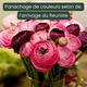 Bouquet Tendres renoncules