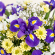 Bouquet Violette avec iris violets et fleurs de saison blanches et jaunes par 123fleurs