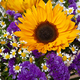 Bouquets de fleurs Provence