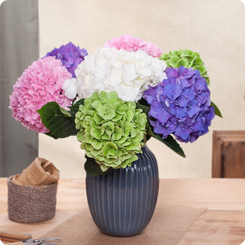Brassée d'hortensias
