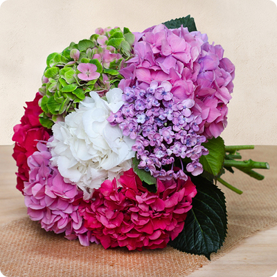 Brassée d'hortensias