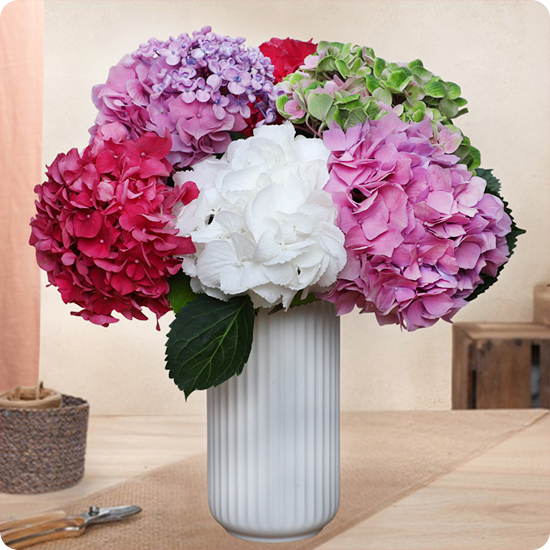 Brassée d'hortensias
