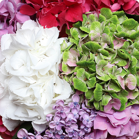 Brassée d'hortensias