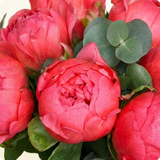 Brassée de Pivoines - Livraison rapide par un fleuriste local