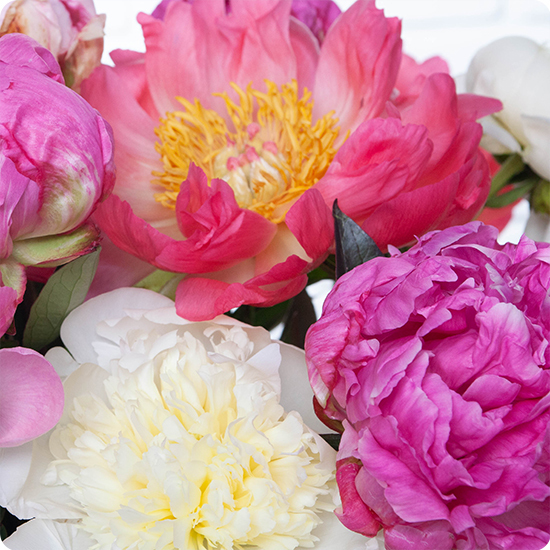 Brassée de Pivoines Variées - Livraison artisanale rapide avec 123fleurs